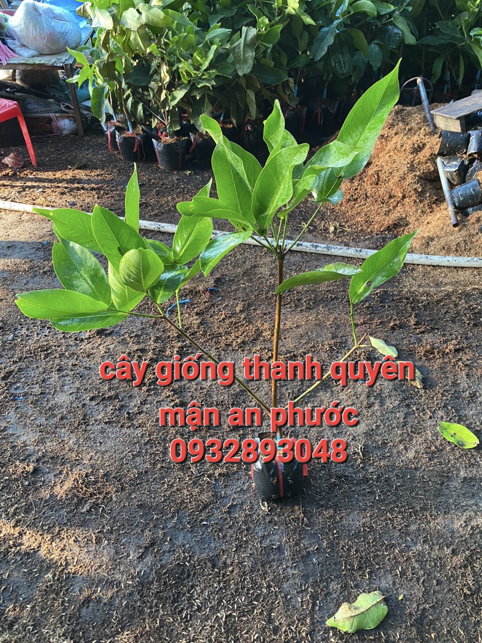 Cây mận an phước,roi đỏ