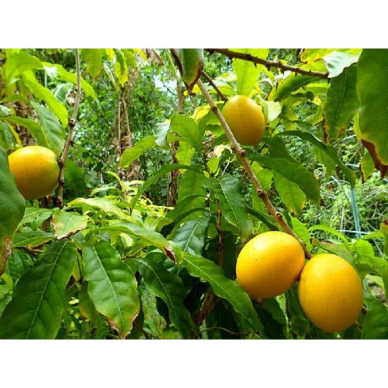 Cây Ghép Vú Sữa Hoàng Kim