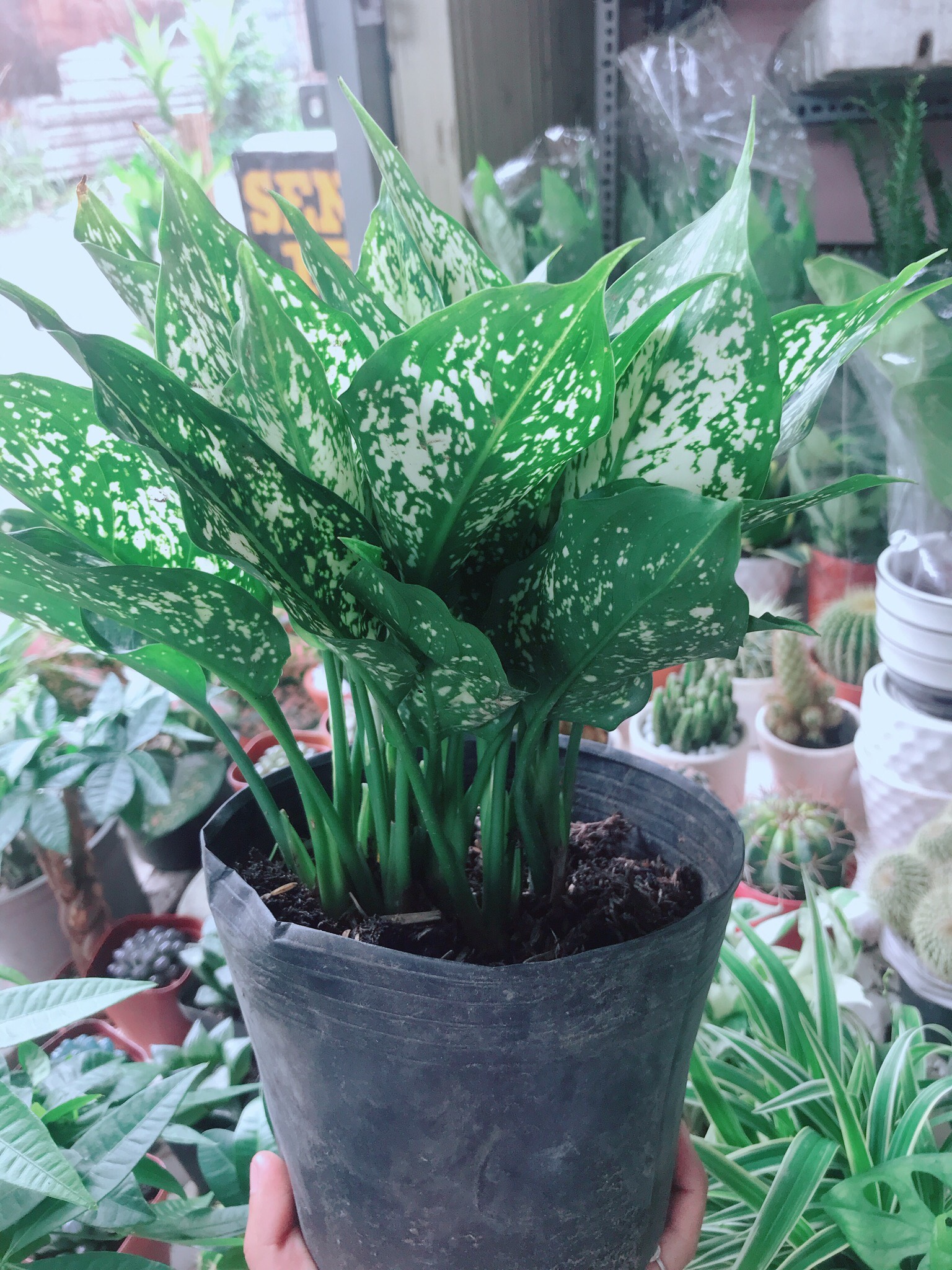 Cây Ngọc Ngân Chậu Nhựa