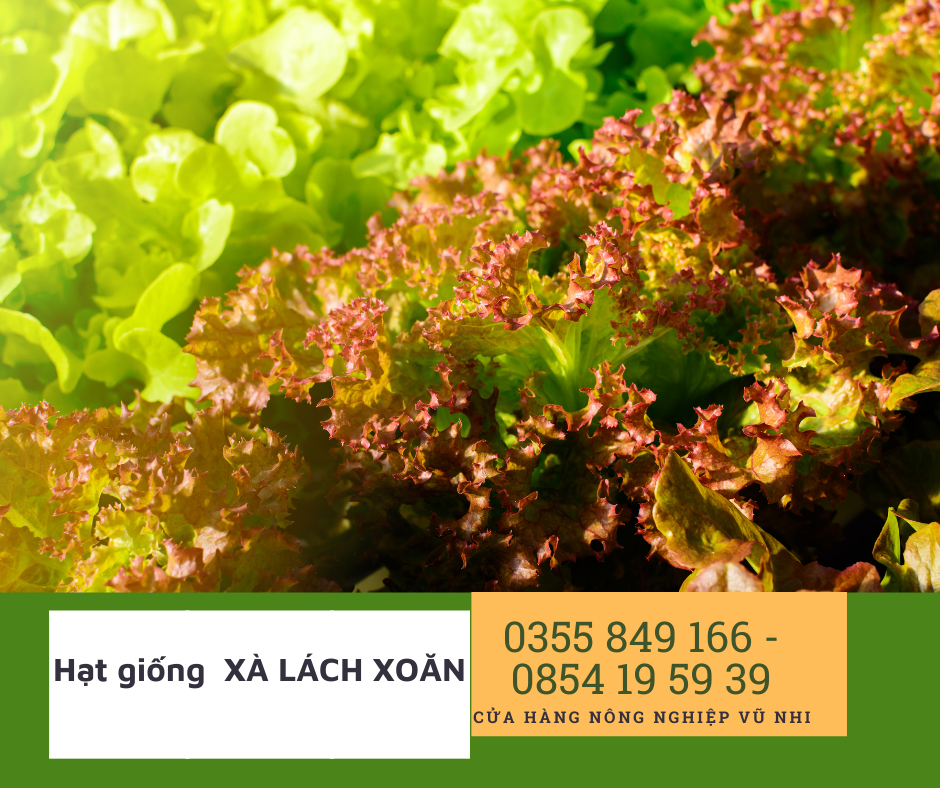 Hạt giống xà lách xoăn tím 2gr