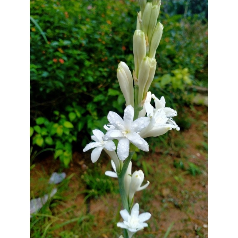 Củ Hoa Huệ Ta, Huệ Trắng Cánh kép Thơm