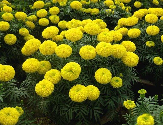 Gói 50 hạt giống cúc vạn thọ vàng chanh