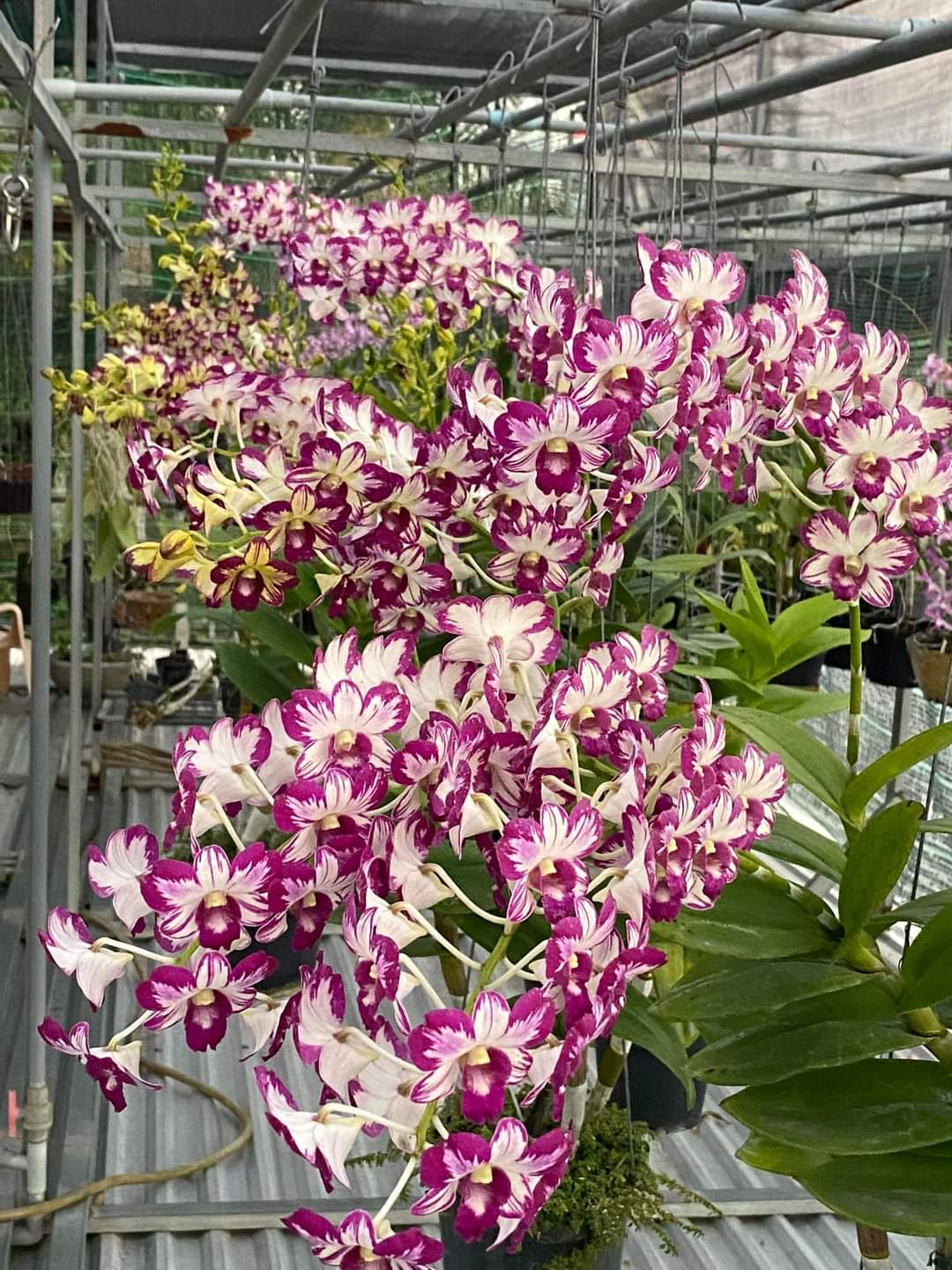 HOA LAN ĐỎ TÍM CHỚP XỔ 5%