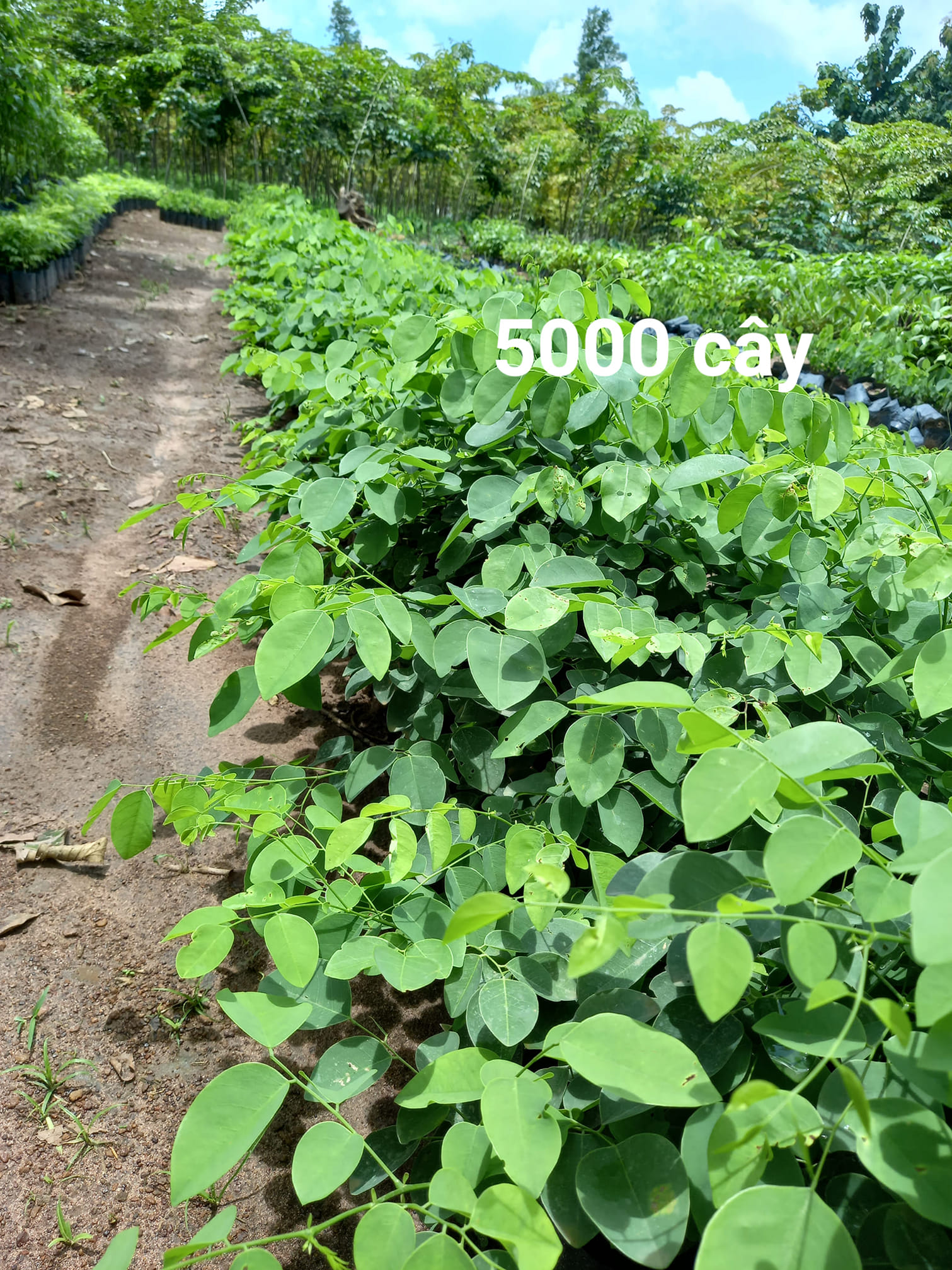 50gram hạt giống Trắc Đỏ (Cẩm lai nam bộ)