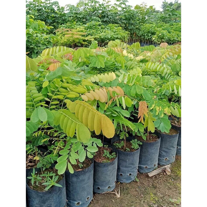 Cây Cẩm Lai