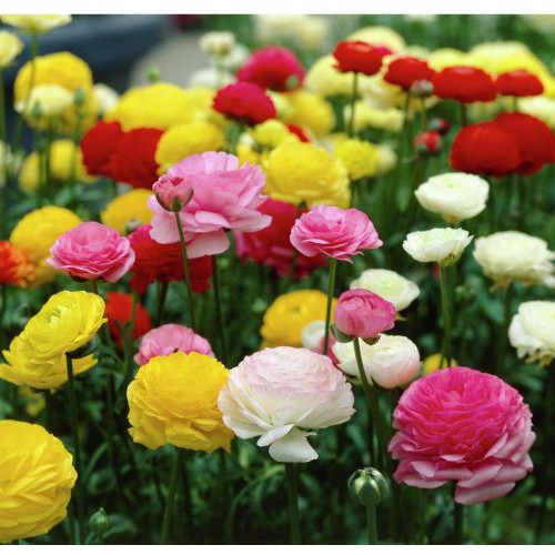 Hạt giống Hoa Hồng ri Ba tư Mix (Mao lương)
