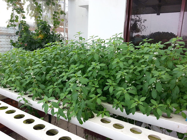 [HCM]Hạt Giống Rau Đay Xanh - Gói 20gr