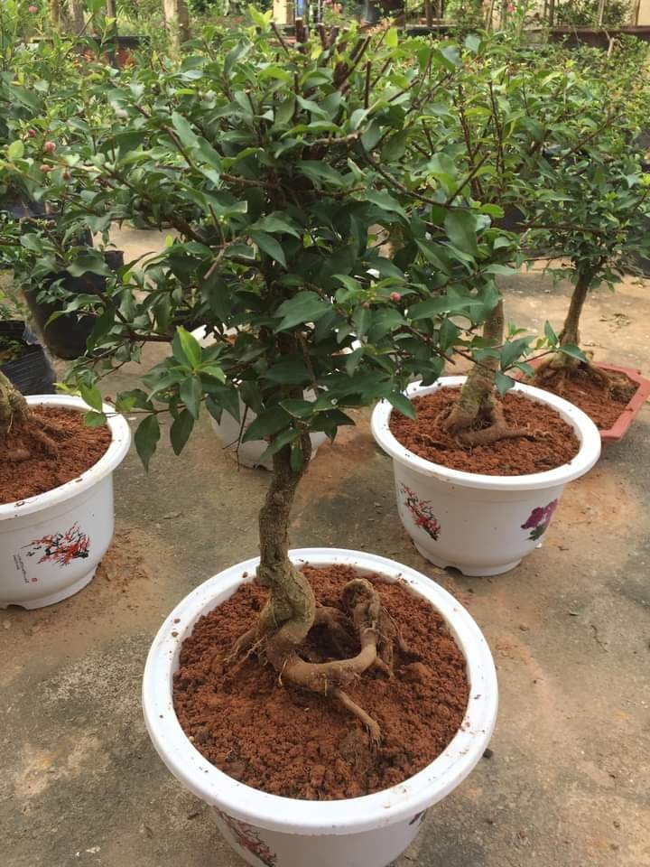 CÂY Hồng ngọc mai bonsai , CÂY LỚN