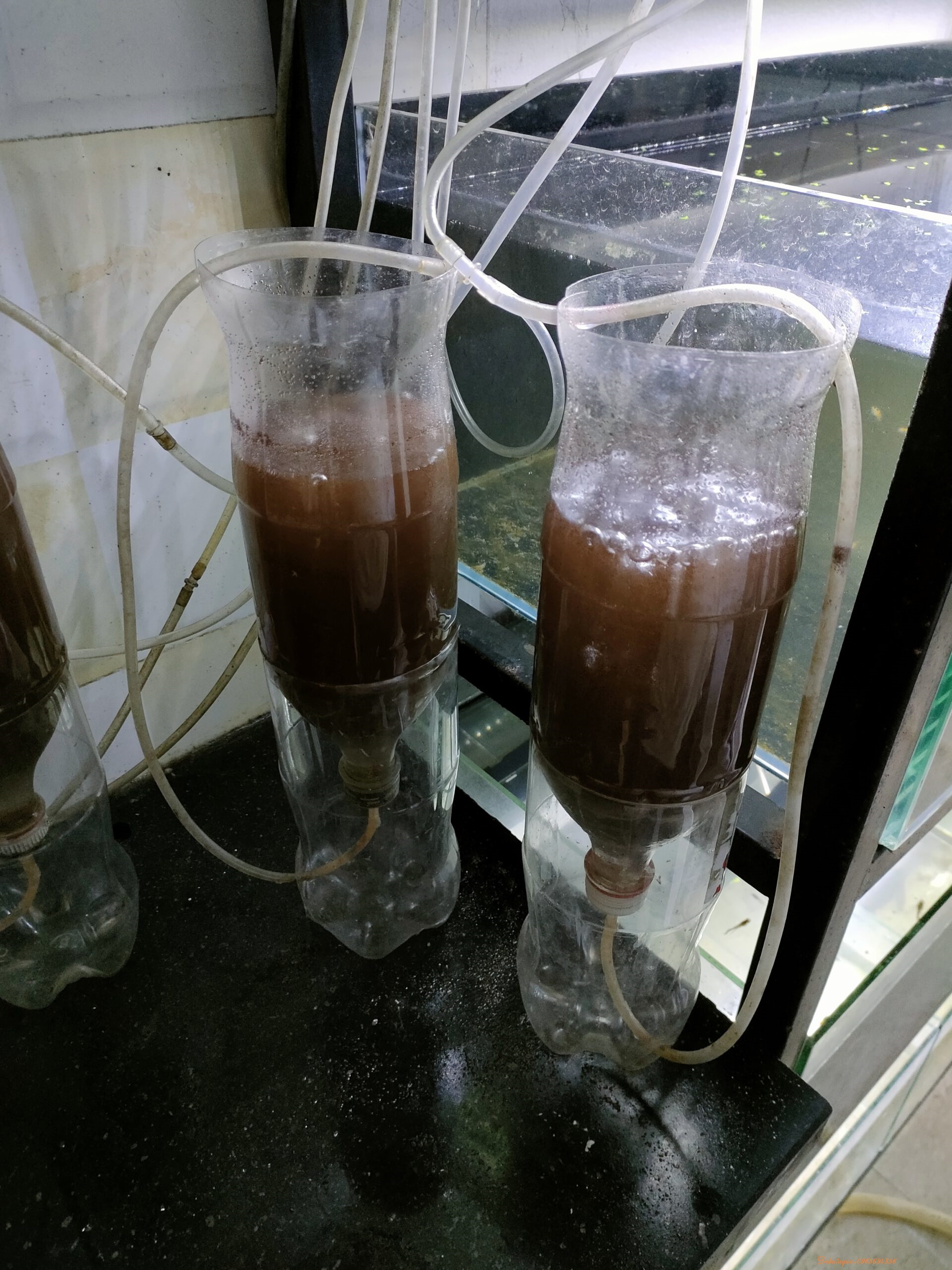Bộ dụng cụ ấp Artemia