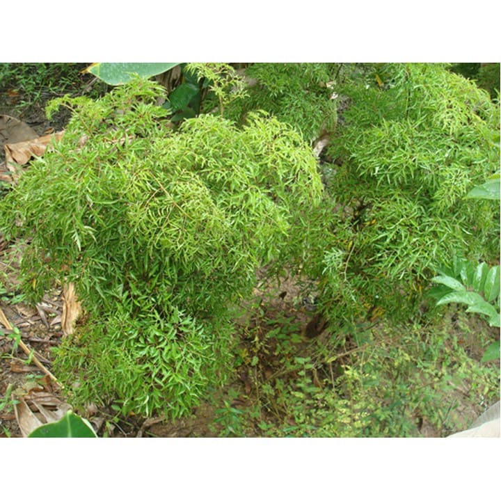 Cây giống đinh lăng lá nếp (lá nhỏ) 3 cây