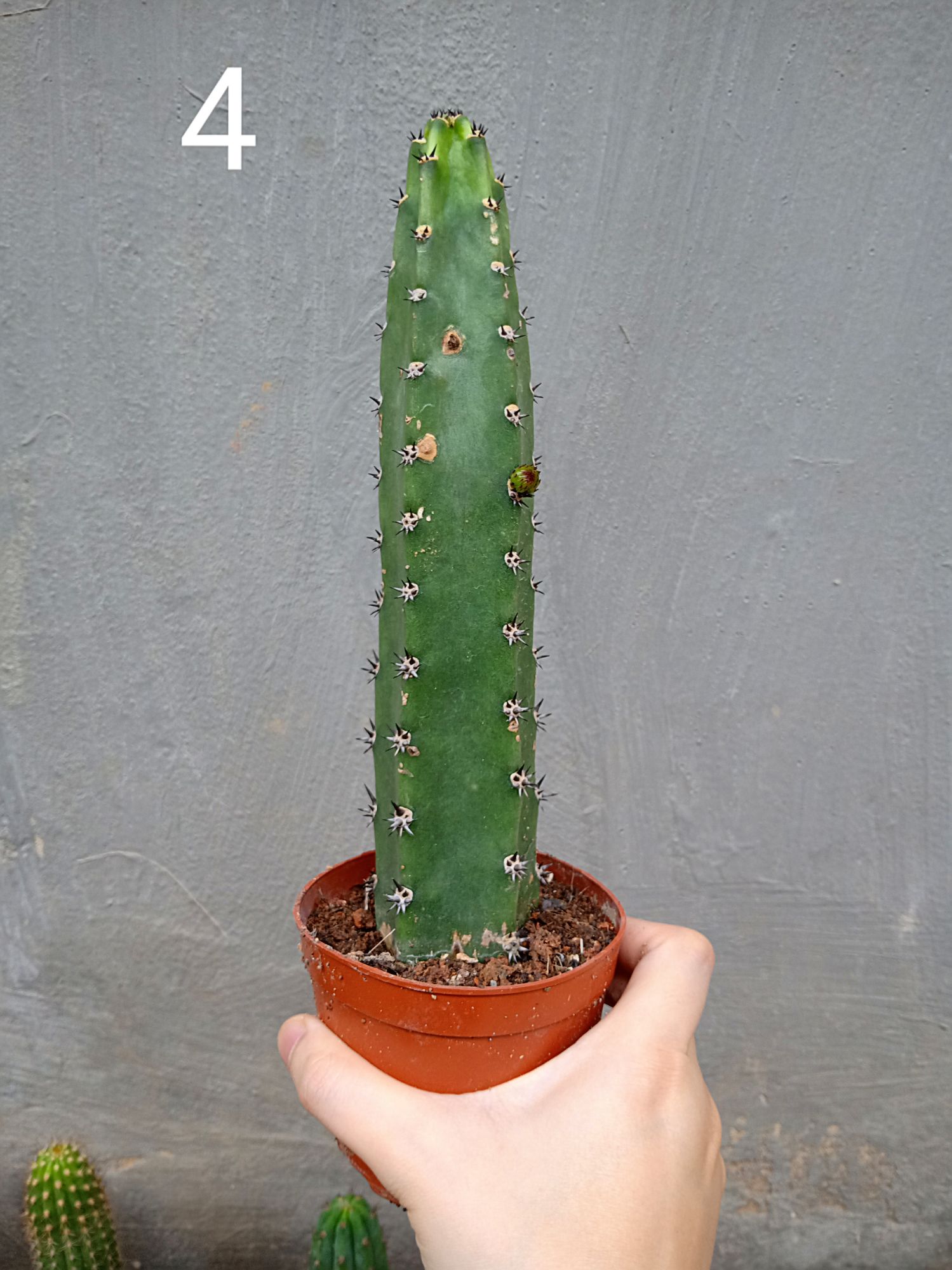 Xương rồng trụ 20cm nhiều mẫu ( 1 chậu )