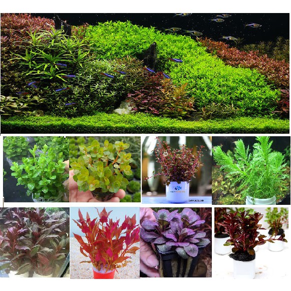 Cây thủy sinh cắt cắm dễ trồng, không cần Co2
