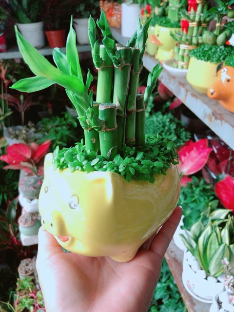 Chậu Trúc Phát Tài Heo May Mắn (được chọn màu)