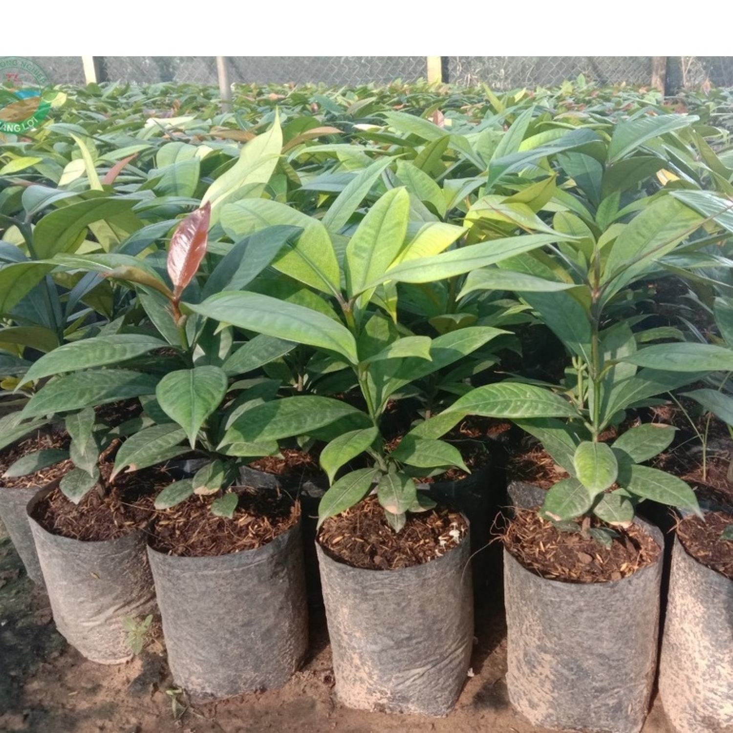 [Cây giống] Cây giống Măng cụt ta ươm hạt cao 40cm