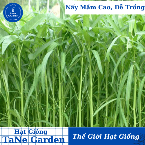 30G Hạt Giống Rau Muống Tre Thái Lan - TaNe Garden