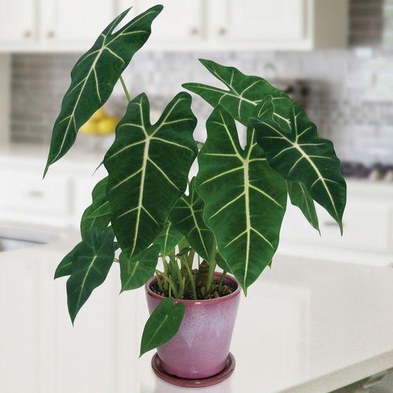 Môn Frydek ( Alocasia Frydek ) - Cây cảnh để bàn