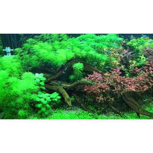 Phân Nước Thủy Sinh bổ sung CO2 Seachem Flourish Excel