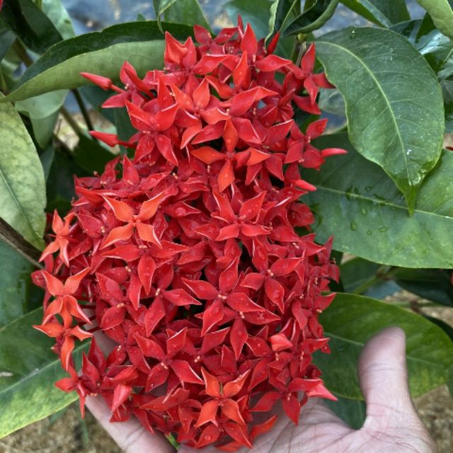 Giá gốc - trang mỹ đỏ