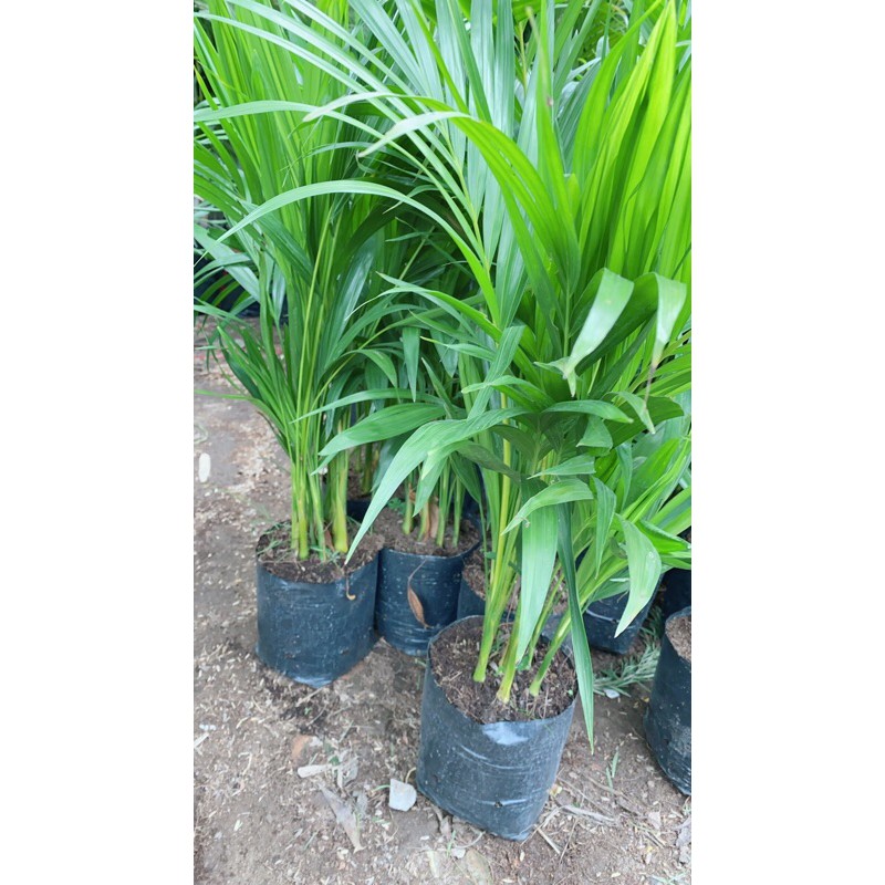 [HCM]Cây Cau Vàng Cao 60-70cm