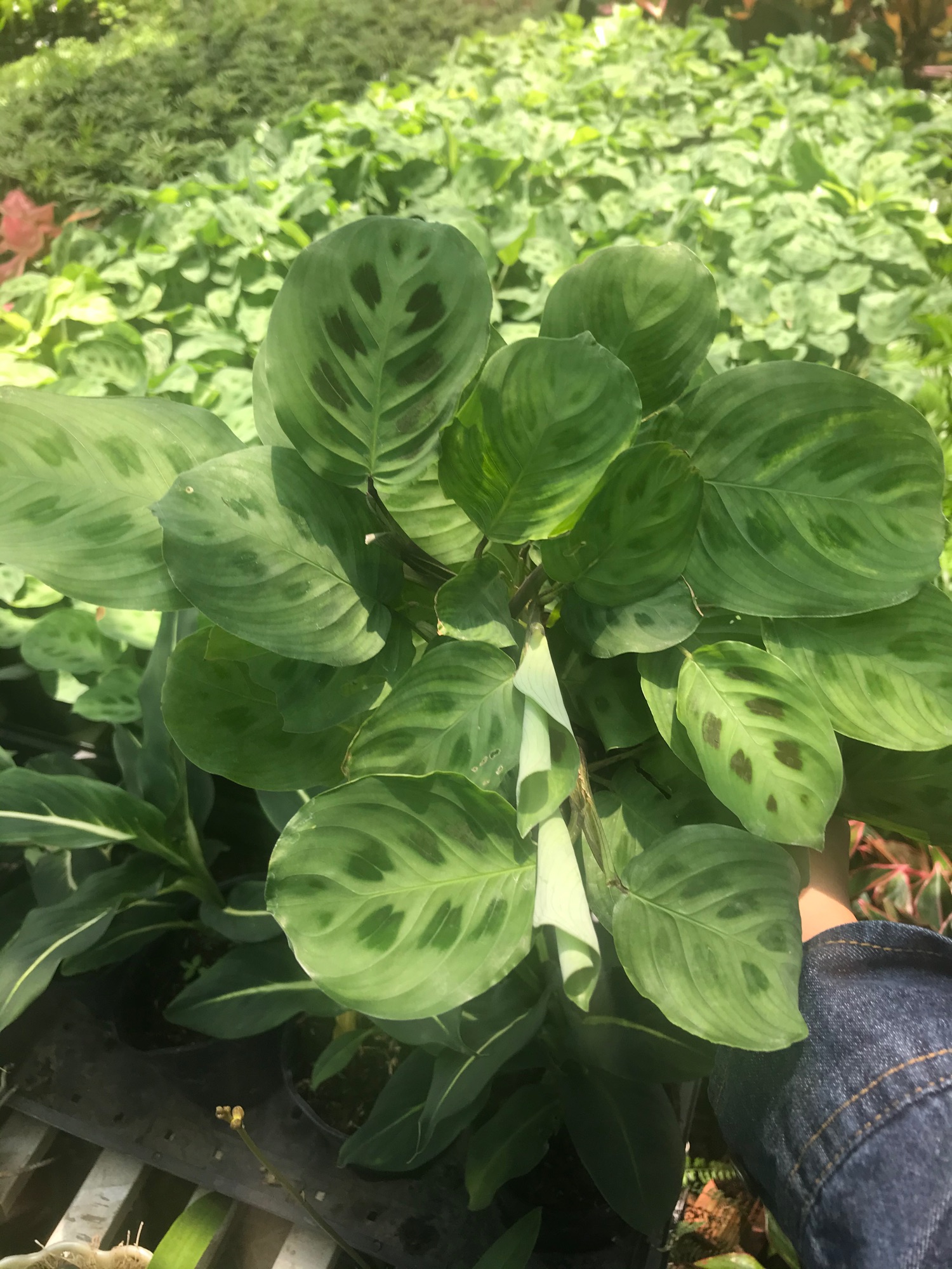 Đuôi công xanh+ tặng phân bón cho cây