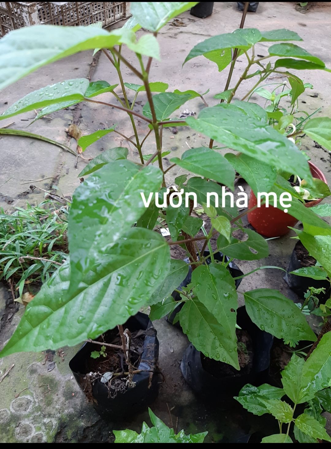 cây lá cách giống