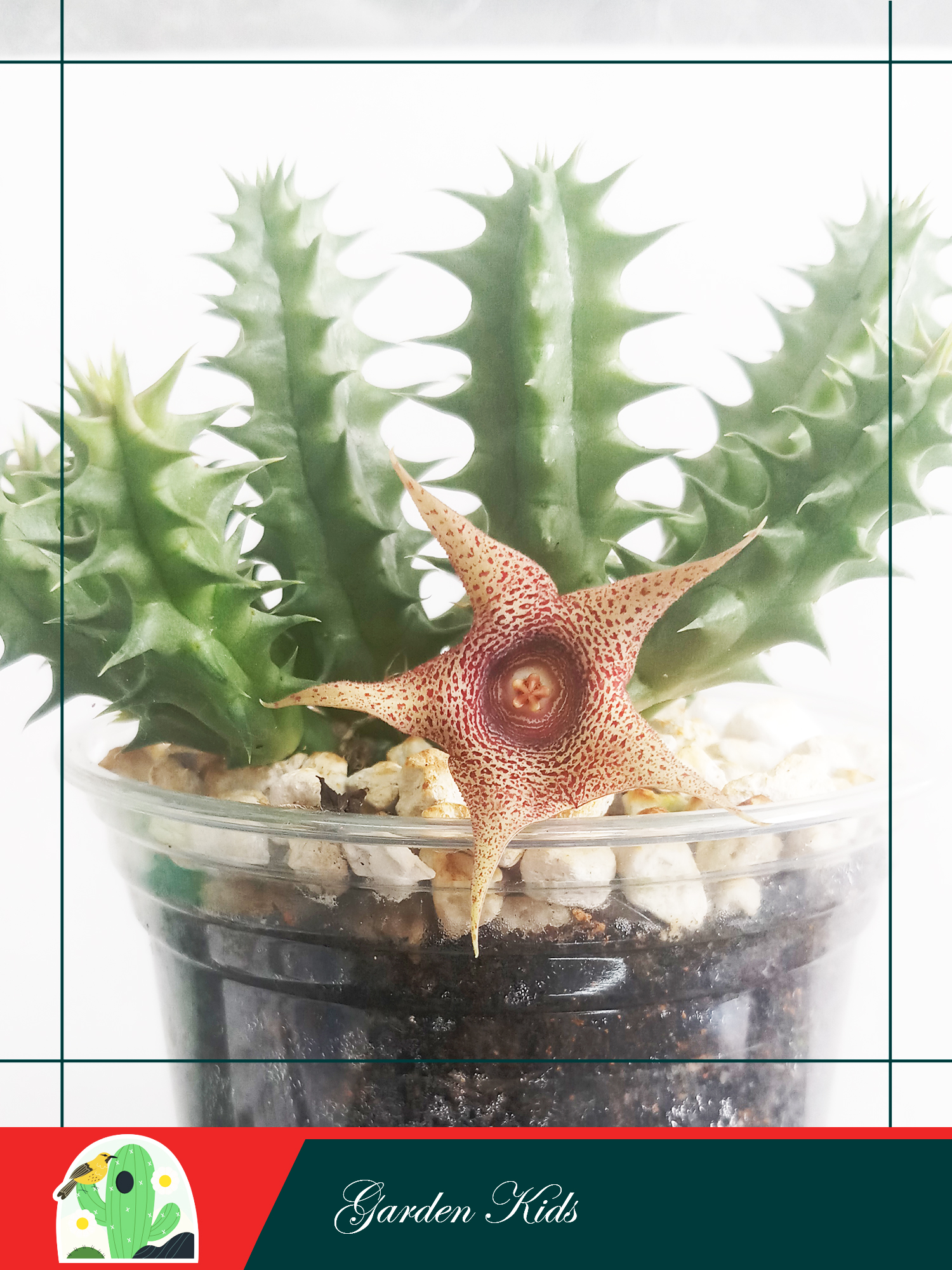 Xương rồng sao biển hoa đỏ (Huernia Korat Star)