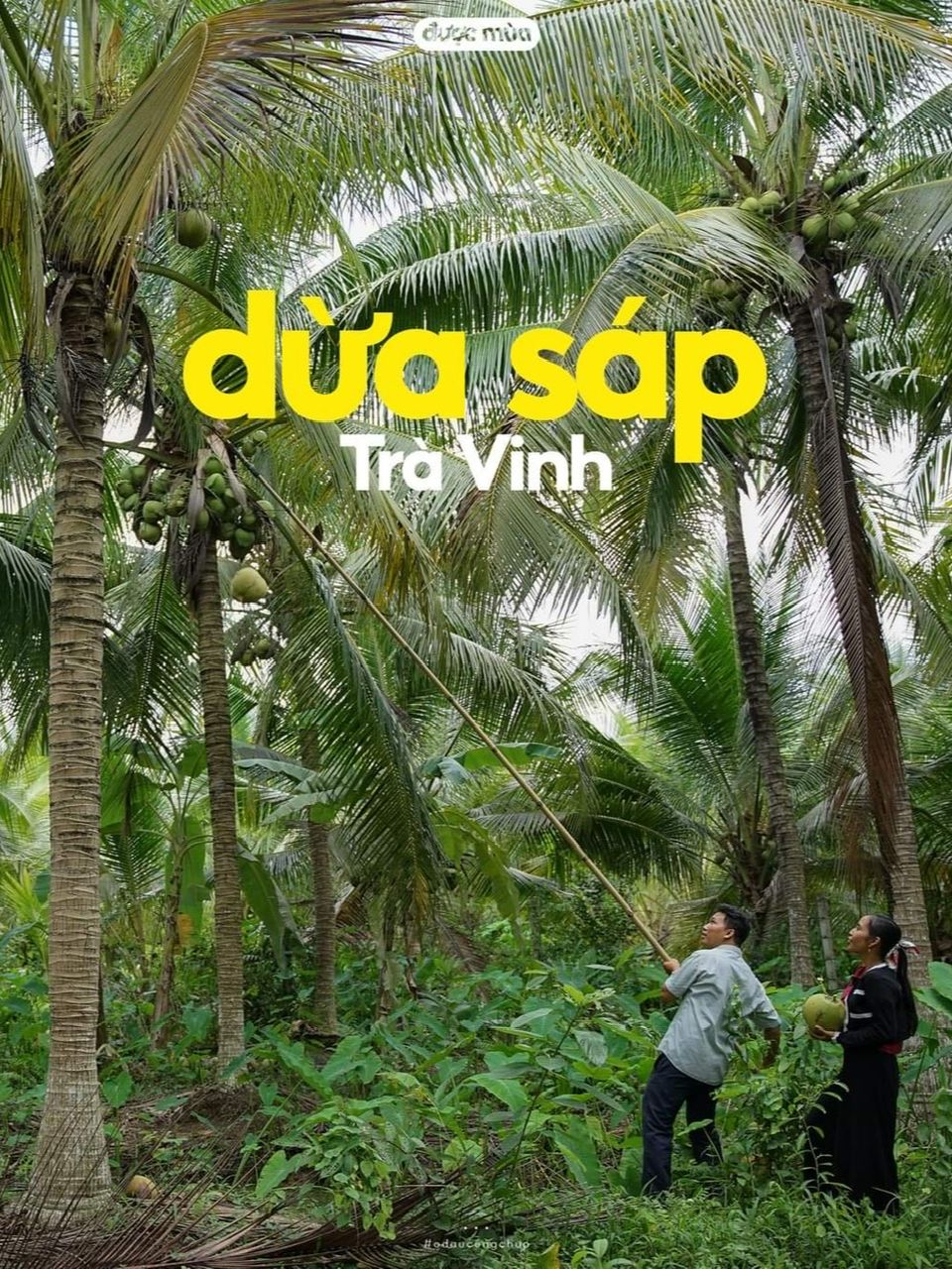 DỪA SÁP LOẠI 2 (Trái 600gr-700gr)