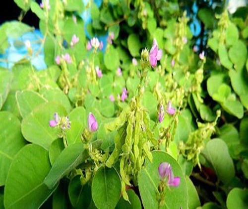 "Gói 50 Hạt " Hạt giống cây dược liệu ( Kim Tiền Thảo )