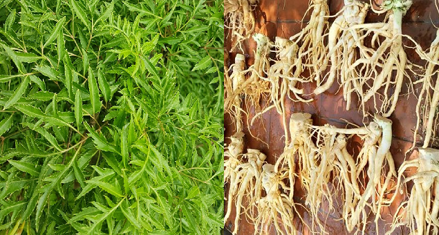 Combo 4 cây giống Đinh Lăng ( tặng kèm thêm 1 cây )