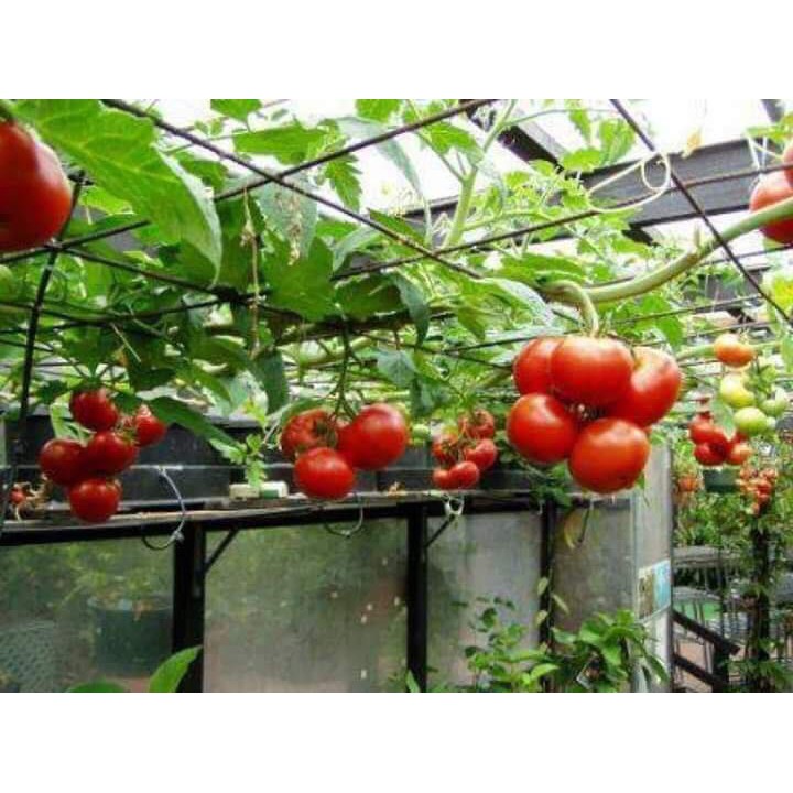Hạt Giống Cà Chua Leo Giàn ( Cà Chua Bạch Tuộc ) 30 Hạt