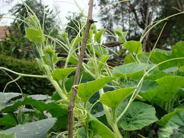 20Gr Hạt Giống Bí Siêu Ngọn (A5.103| W20*W61*M107)