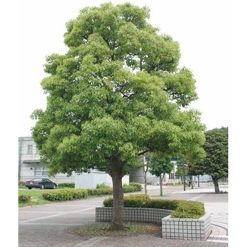 com bo 5 Cây giống long não