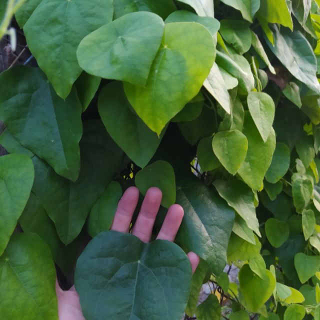 Hạt giống cây sương sâm lông-gói 30 hạt