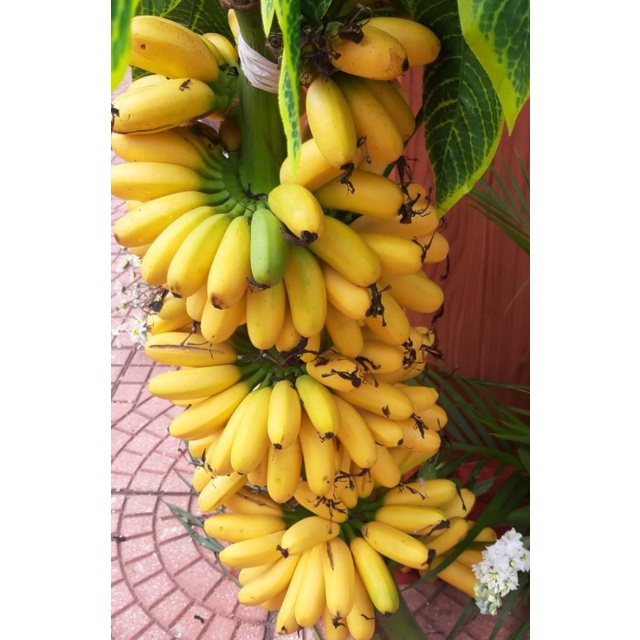 Cây chuối tiến vua giống (Được kiểm tra cây)