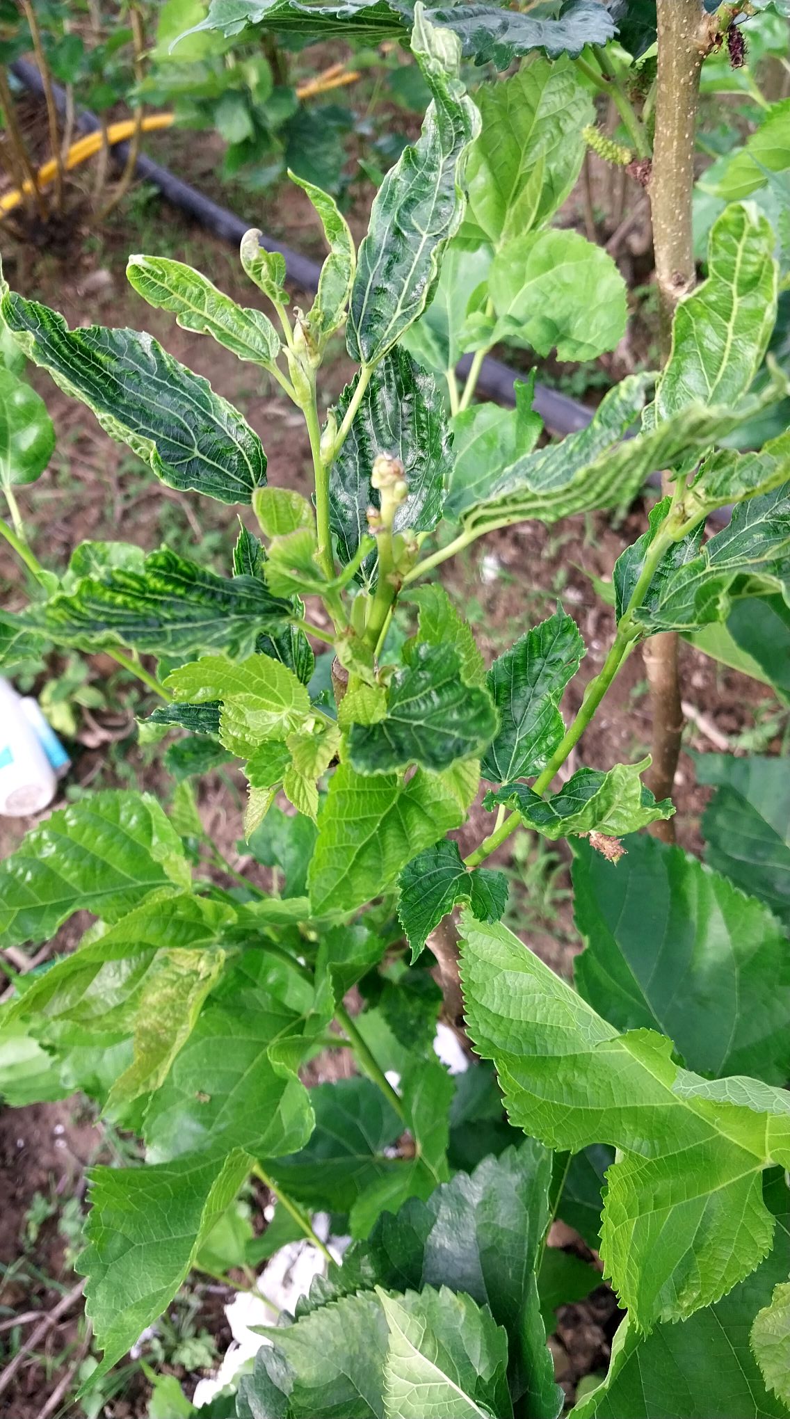 Phân bón thông minh Smart Fertilizer