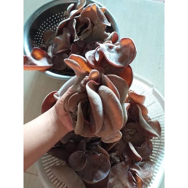 Phôi nấm Mộc nhĩ - (01 kiện 10 phôi)