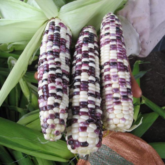 Hạt giống ngô ngọt