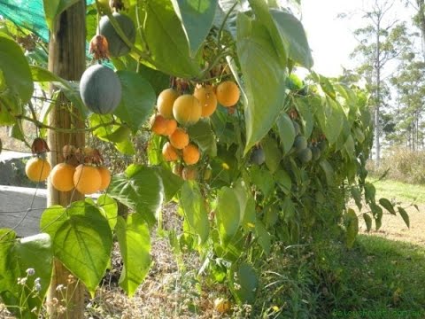 Cây CHANH LEO VÀNG NGỌT COLOMBIA giống, bầu lớn cây to khỏe