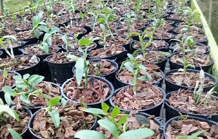phong lan phi điệp thái nguyên