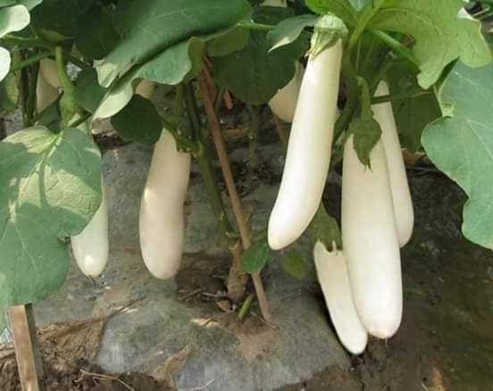 Hạt giống cà trắng dài lai  - gói 0,5gr