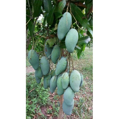 Cây giống xoài tượng