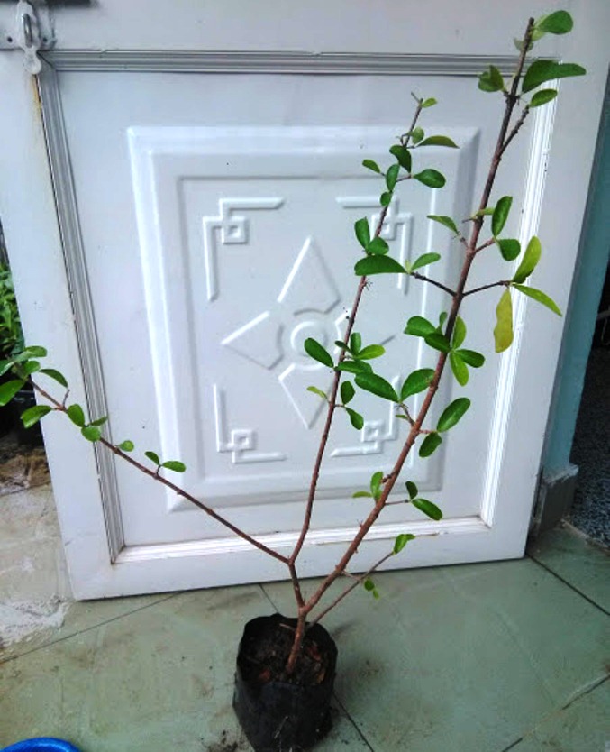 Cây sơ ri, chiều cao 60-80cm