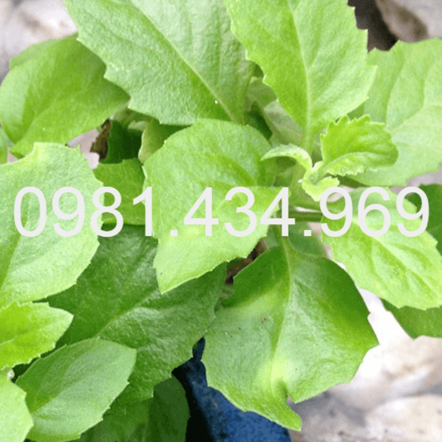 Combo 10 Cây Rau Bớp - Rau Bầu Đất Loại 01 lzd