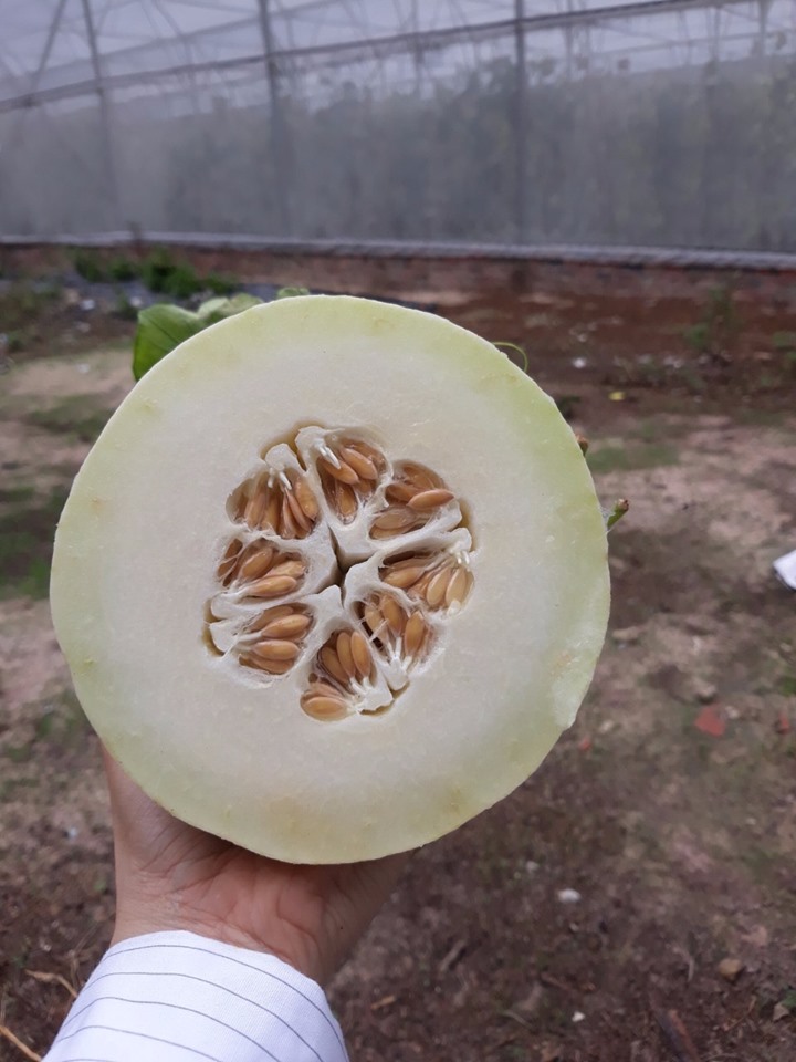 Hạt giống dưa lê Bạch Ngọc Ngọt Thanh, Ruột Trắng_KIEUFARM