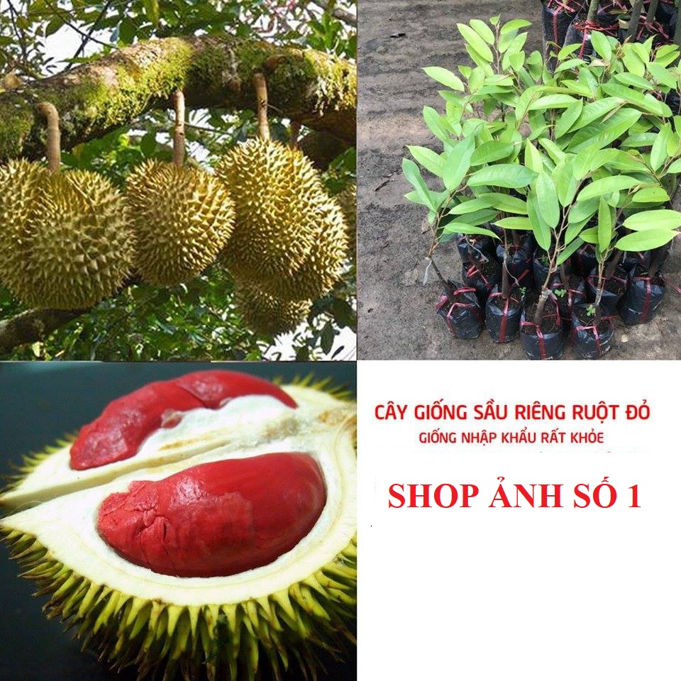 Cây sầu riêng ruột đỏ, cây giống mới to khỏe, cho năng suất cao quả cực ngon