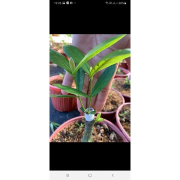 (XẢ) cây mẫu đơn sọc đột biến