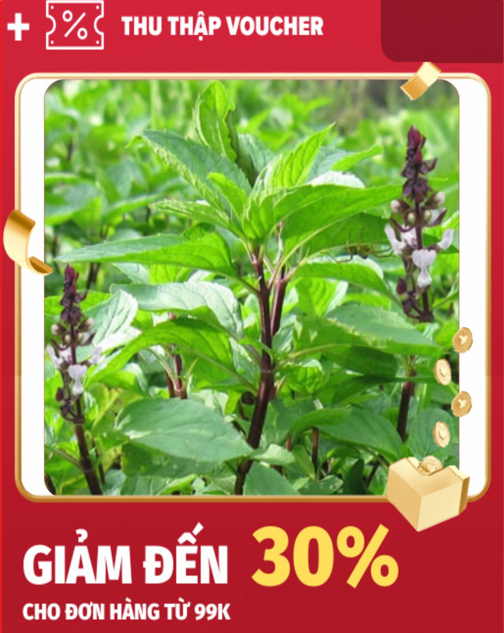 Hạt Giống Húng Quế 2Gram ~ rất nhiều hạt