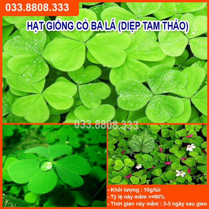 Hạt giống cỏ ba lá - cỏ thảm cảnh, cỏ trang trí sân vườn