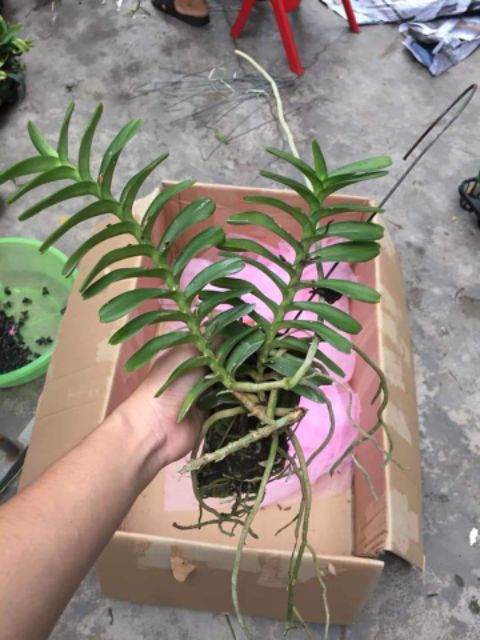 Hoa phong lan cù lao minh