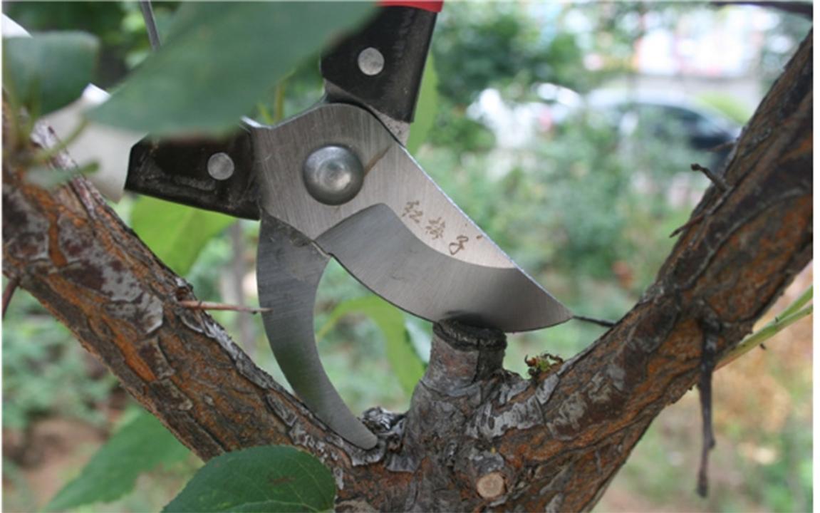 Kéo cắt tỉa cành cây JANPANSTYLE